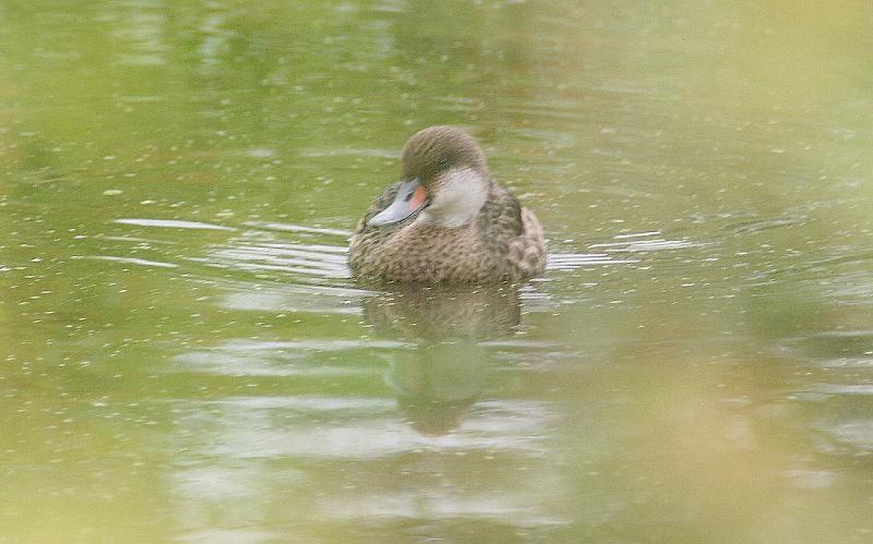 Santa_Cruz_Highlands_duck_3.jpg