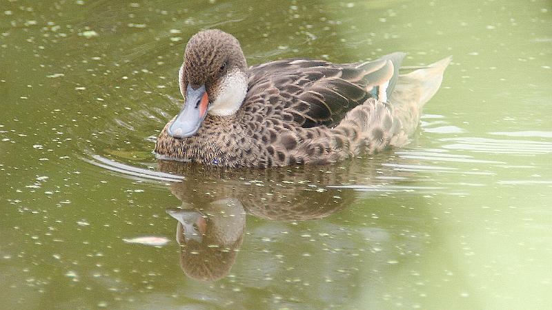 Santa_Cruz_Highlands_duck_4.jpg