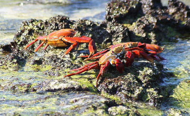 Santa_Cruz_Las_Bachas_Sally_Lightfoot_Crab.jpg