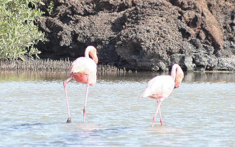 Santa_Cruz_Las_Bachas_flamingo_1.jpg