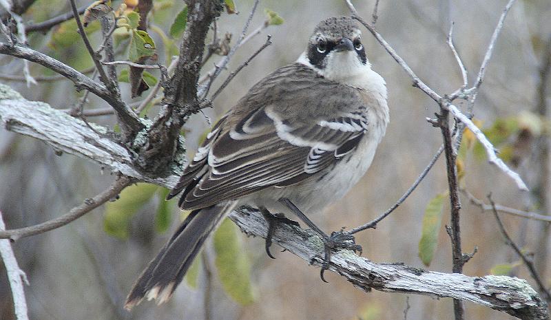 Santa_Fe_Galapagos_Mockingbird_1.jpg