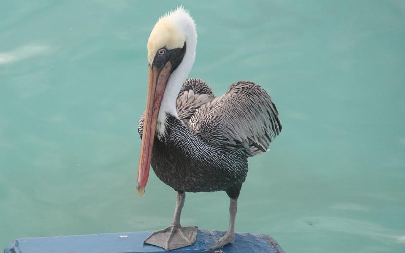 Santa_Fe_pelican_on_Panga.jpg