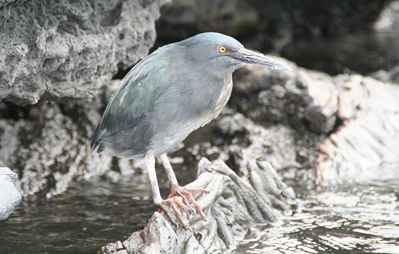 Santiago_Sullivan_Bay_Galapagos_heron.jpg