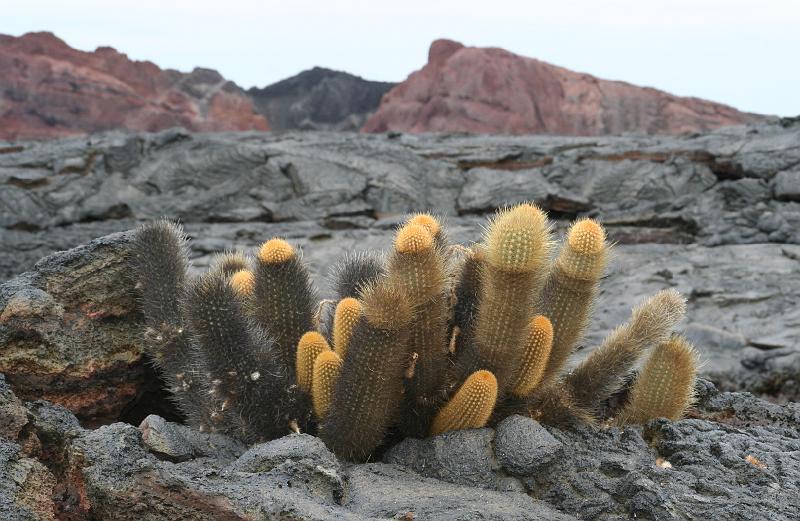 Santiago_Sullivan_Bay_cactus.jpg