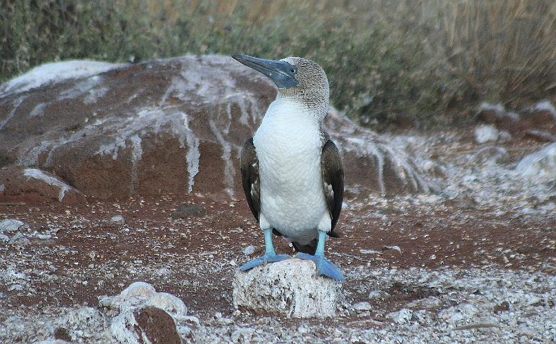 Seymour_blue_footed_booby.jpg