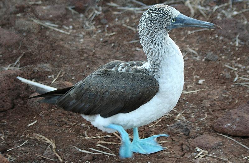 Seymour_blue_footed_booby_1.jpg