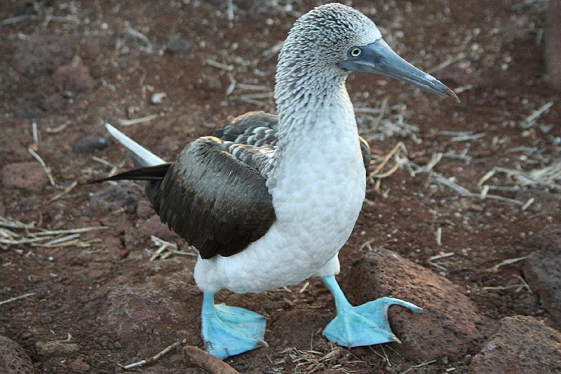 Seymour_blue_footed_booby_2.jpg