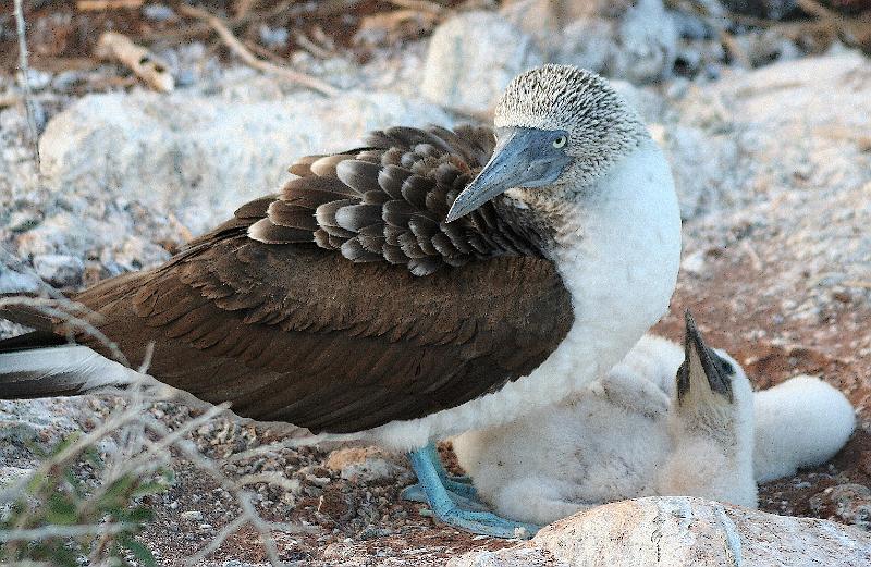 Seymour_blue_footed_booby_4.jpg