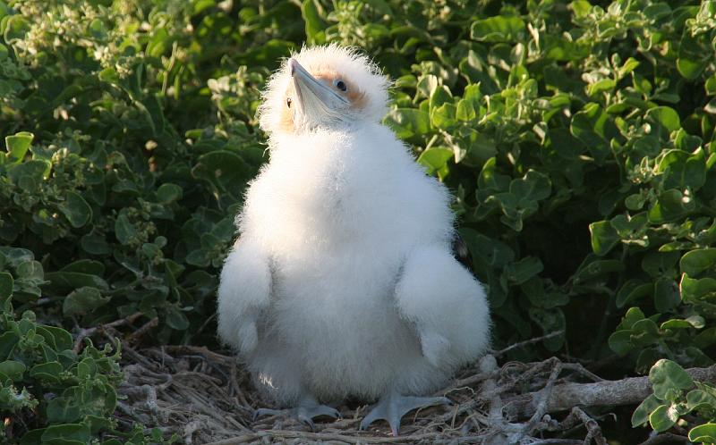 Seymour_frigatebird_6_baby.jpg