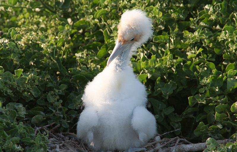 Seymour_frigatebird_7_baby.jpg