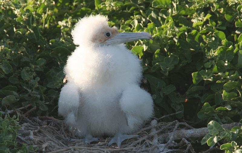 Seymour_frigatebird_8_baby.jpg