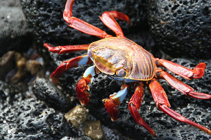 Sombrero_Chino_Sally_Light_Foot_Crab.jpg