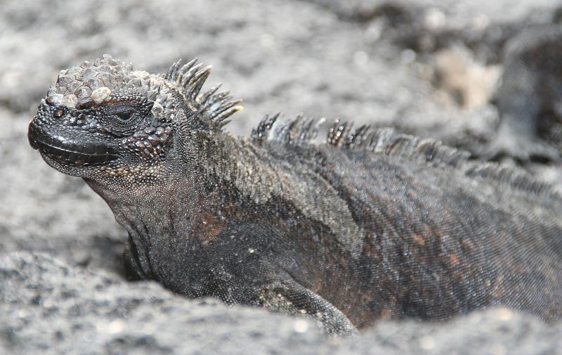 Sombrero_Chino_marine_iguana.jpg