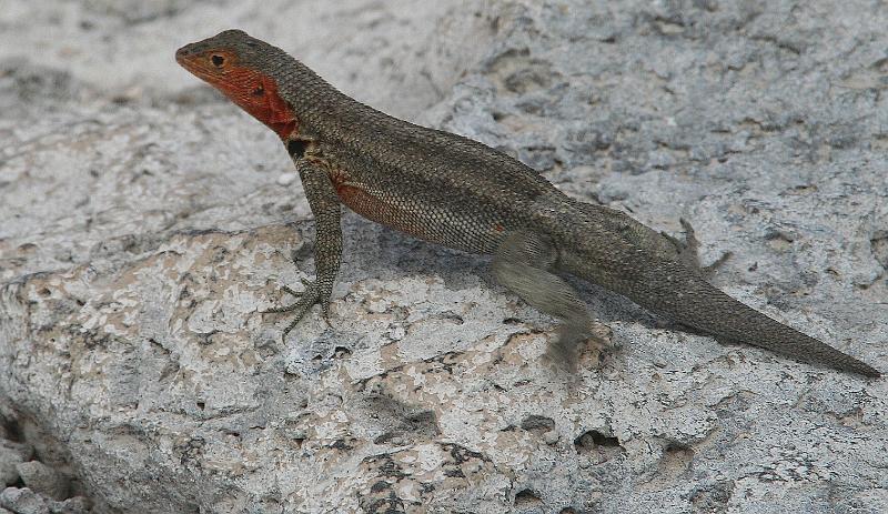 South_Plaza_Lava_Lizard.jpg