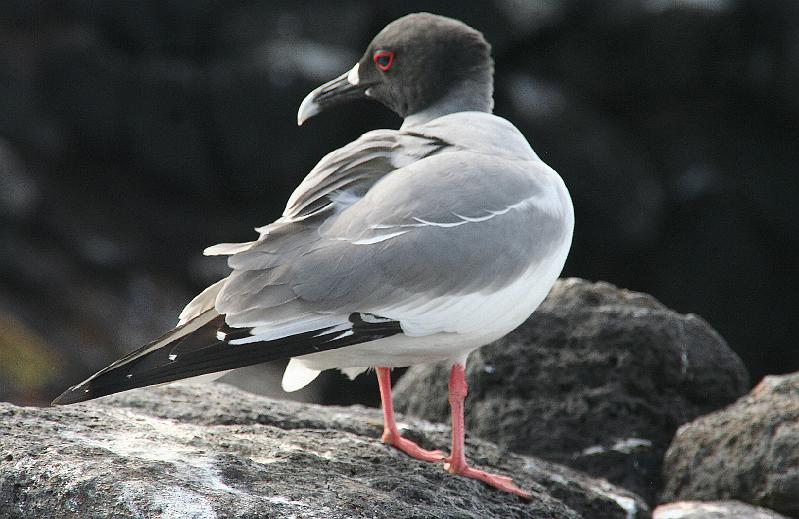 South_Plaza_Swallow_Tailed_Gull.jpg