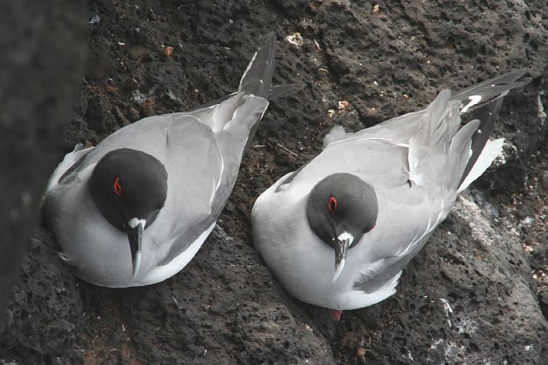 South_Plaza_Swallow_Tailed_Gull_1.jpg