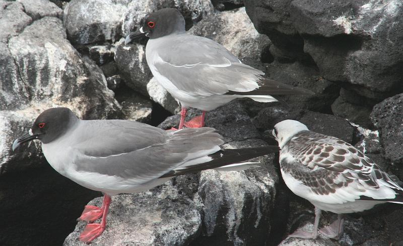 South_Plaza_Swallow_Tailed_Gull_2.jpg