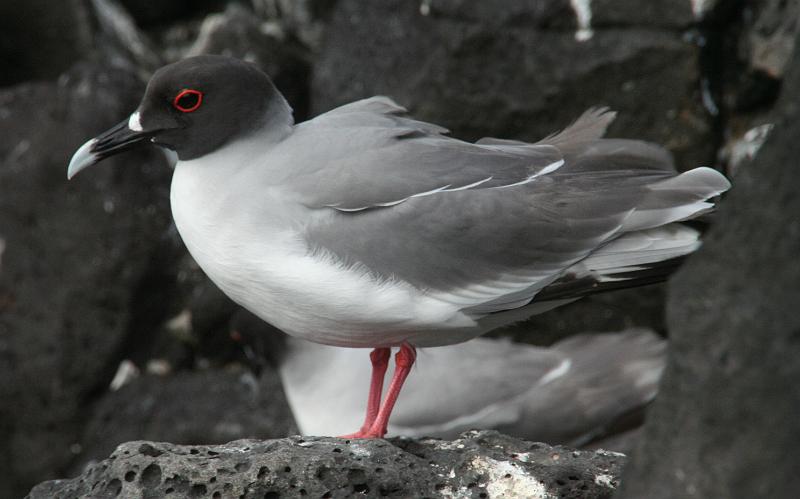 South_Plaza_Swallow_Tailed_Gull_3.jpg