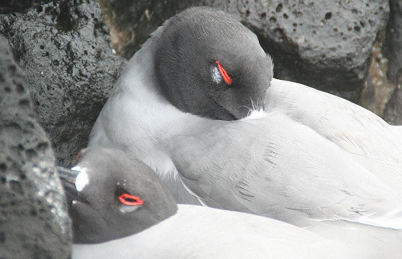 South_Plaza_Swallow_Tailed_Gull_4.jpg