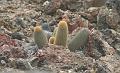 Bartolome_cactus_1