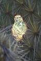 Bartolome_cactus_2
