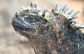 Bartolome_marine_iguana_1