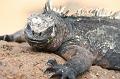 Bartolome_marine_iguana_2