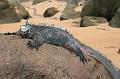 Bartolome_marine_iguana_3