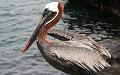 Bartolome_pelican