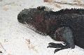 Espanola_Marine_Iguana