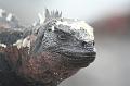 Espanola_Marine_Iguana_4