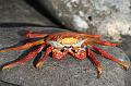 Espanola_Punta_Suarez_Sally_Light_Foot_Crab