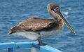 Espanola_pelican_on_boat