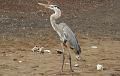 Floreana_Great_Blue_Heron