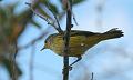 Floreana_Yellow_Warbler