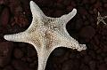 Rabida_starfish