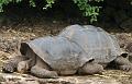 Santa_Cruz_Darwin_Research_Station_Giant_Tortoises