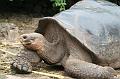 Santa_Cruz_Darwin_Research_Station_Giant_Tortoises_2