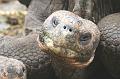 Santa_Cruz_Darwin_Research_Station_Giant_Tortoises_3