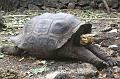 Santa_Cruz_Darwin_Research_Station_Giant_Tortoises_6