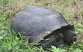 Santa_Cruz_Highlands_Giant_Tortoises_1