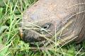 Santa_Cruz_Highlands_Giant_Tortoises_2