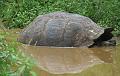 Santa_Cruz_Highlands_Giant_Tortoises_3