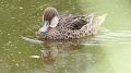 Santa_Cruz_Highlands_duck_4