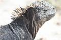 Santa_Cruz_Las_Bachas_Marine_Iguana_1