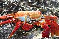 Santa_Cruz_Las_Bachas_Sally_Lightfoot_Crab_1