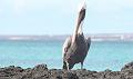 Santa_Cruz_Las_Bachas_pelican