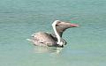 Santa_Cruz_Las_Bachas_pelican_2