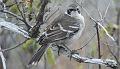 Santa_Fe_Galapagos_Mockingbird_1