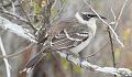 Santa_Fe_Galapagos_Mockingbird_2